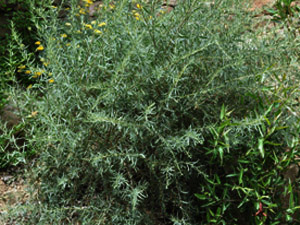 Vivers Càrex - Lycium barbarum